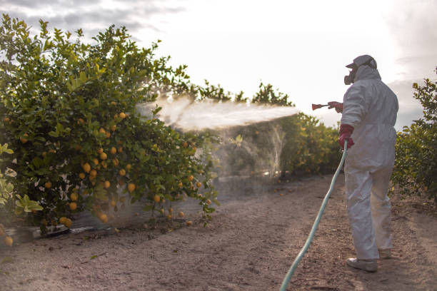 Best Affordable Pest Control Services  in Westke, LA