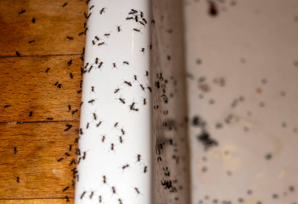 Best Flea Control Services  in Westke, LA